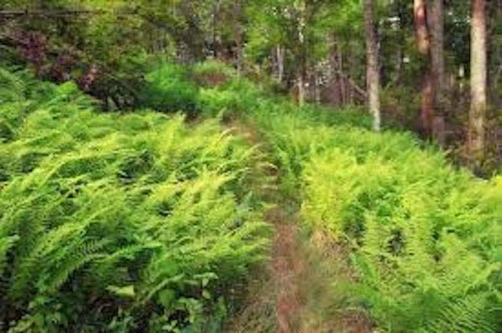 10 Hay-Scented Fern Live Bare Root Plants - Dennstaedtia punctilobula, 1-2 ft tall - Image 7
