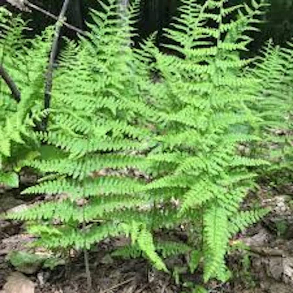 10 Hay-Scented Fern Live Bare Root Plants - Dennstaedtia punctilobula, 1-2 ft tall - Image 8
