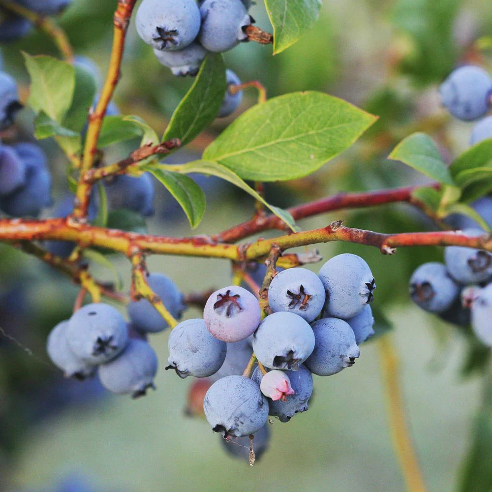 10 Jewel Blueberry Starter Plug - Vaccinium corymbosum Live Plant, Southern Highbush - Image 2