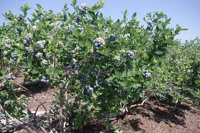 10 Jewel Blueberry Starter Plug - Vaccinium corymbosum Live Plant, Southern Highbush - Image 4