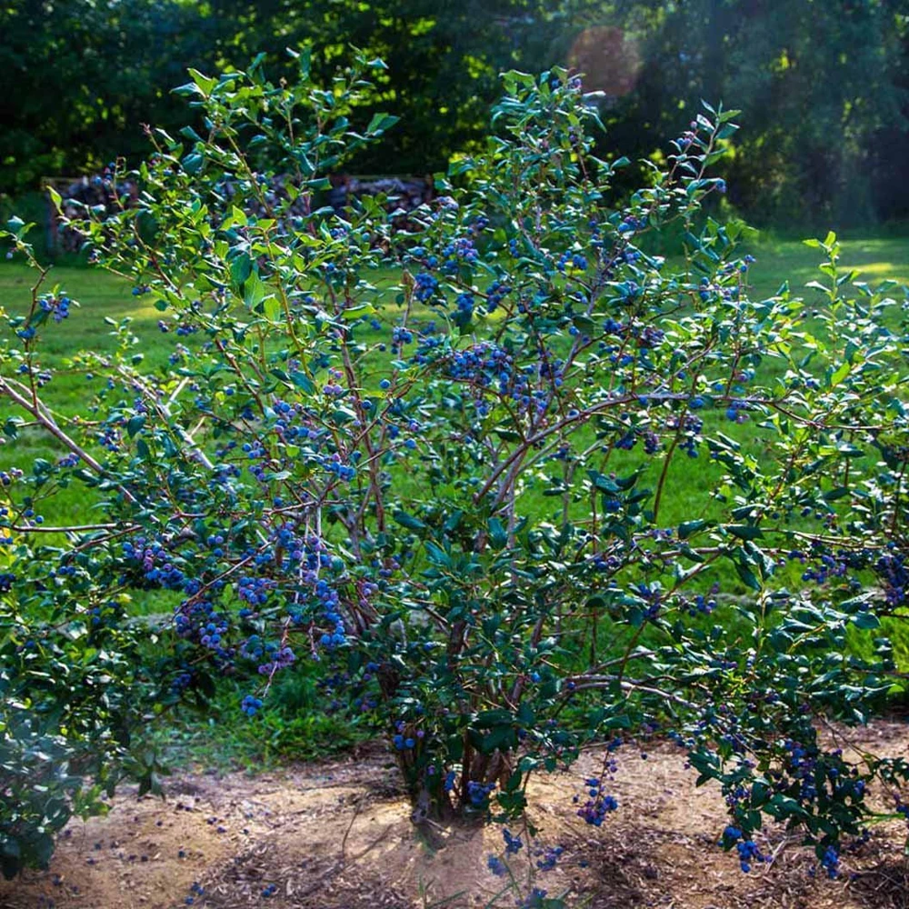 10 Jewel Blueberry Starter Plug - Vaccinium corymbosum Live Plant, Southern Highbush - Image 7