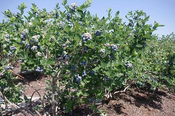 10 Jewel Blueberry Starter Plug - Vaccinium corymbosum Live Plant, Southern Highbush - Image 8