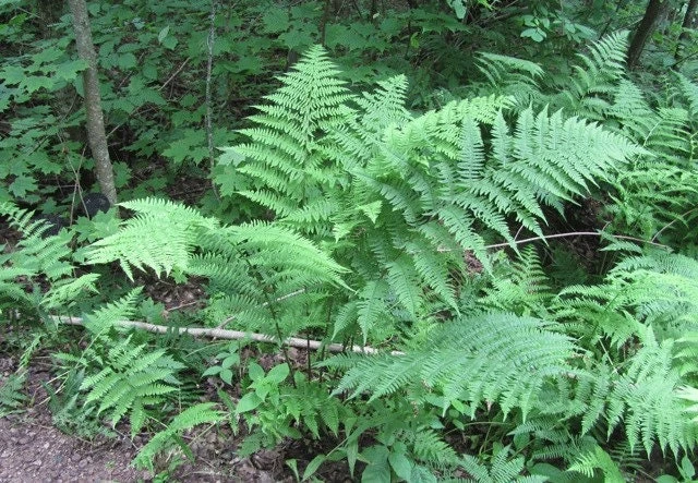 10 Lady Fern Bare Root Plants - Athyrium Filix-Femina - Woodland Perennial - Image 5