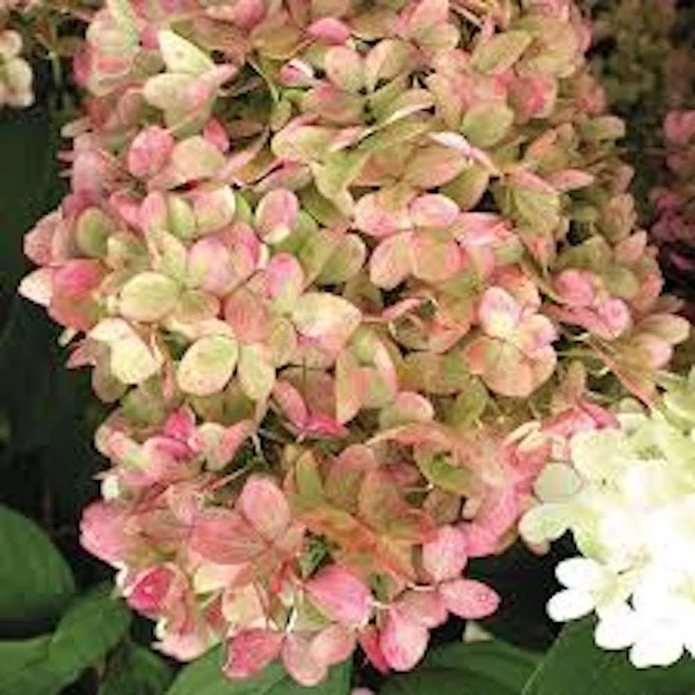 10 Limelight Hydrangea Bare Root Plugs - Hydrangea paniculata 'Limelight' Starter - Image 3