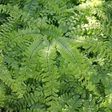 10 Maidenhair Fern Bare Root Plants - Adiantum pedatum Organic Roots - Image 3