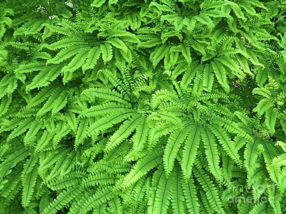 10 Maidenhair Fern Bare Root Plants - Adiantum pedatum Organic Roots - Image 4