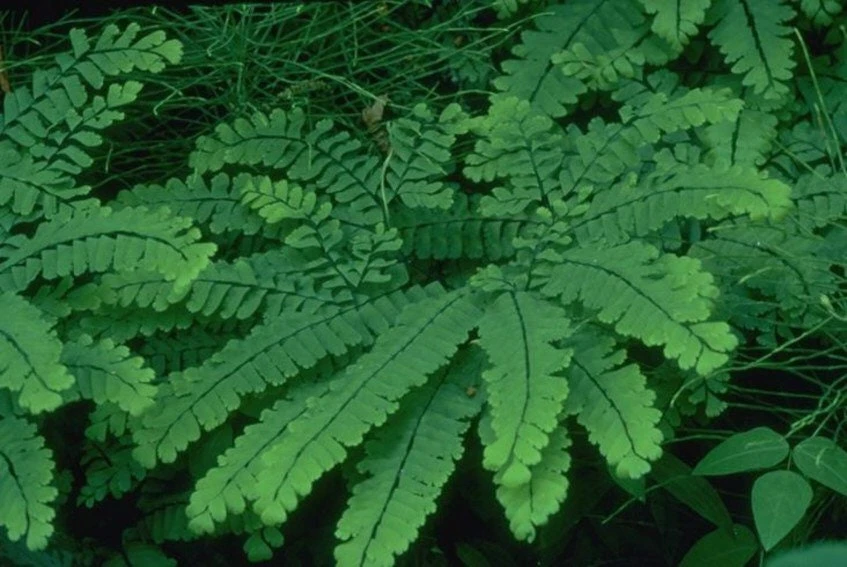 10 Maidenhair Fern Bare Root Plants - Adiantum pedatum Organic Roots - Image 5