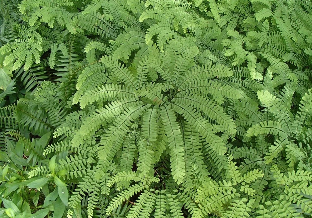 10 Maidenhair Fern Bare Root Plants - Adiantum pedatum Organic Roots - Image 6