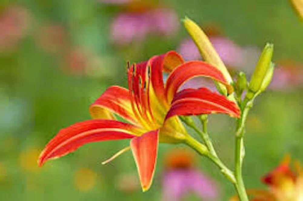 10 Ming Toy Daylily Bare Root Perennial Plants - Orange-Red Flowers - Image 1