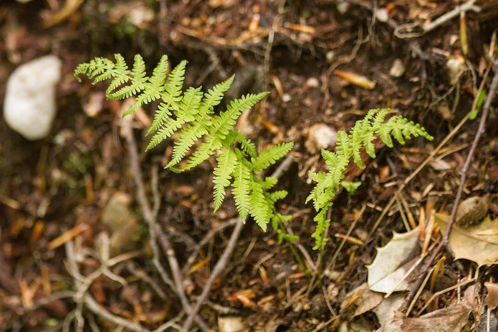 10 New York Fern Bare Roots - Thelypteris noveboracensis Perennial Outdoor Plant - Image 3
