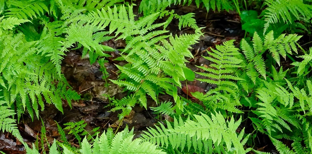 10 New York Fern Bare Roots - Thelypteris noveboracensis Perennial Outdoor Plant - Image 1