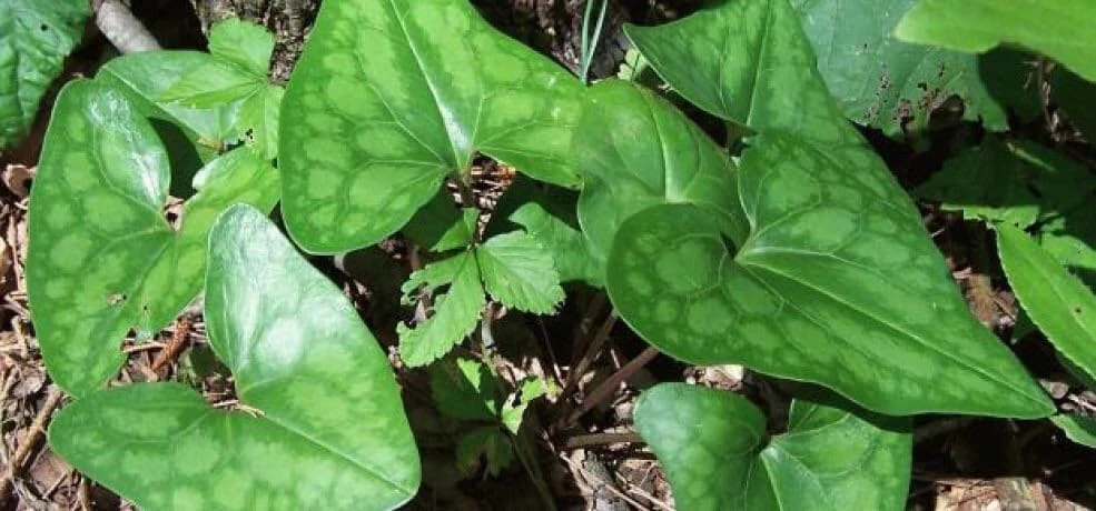 10 Organic Heartleaf Ginger Bare Roots - Hexastylis Arifolia Wildflower - Image 3