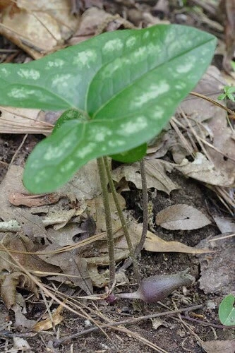 10 Organic Heartleaf Ginger Bare Roots - Hexastylis Arifolia Wildflower - Image 5