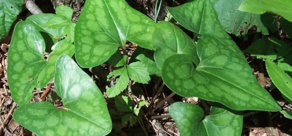10 Organic Heartleaf Ginger Bare Roots - Hexastylis Arifolia Wildflower - Image 9