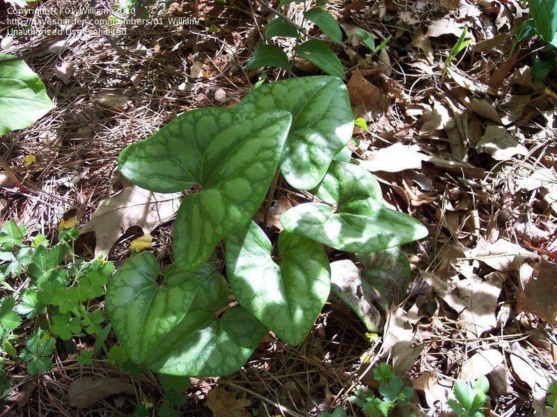 10 Organic Heartleaf Ginger Bare Roots - Hexastylis Arifolia Wildflower - Image 1