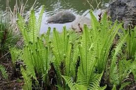 10 Ostrich Fern Bare Root Fiddlehead Matteuccia Struthiopteris Perennial Wildflower - Image 3