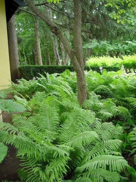 10 Ostrich Fern Bare Root Fiddlehead Matteuccia Struthiopteris Perennial Wildflower - Image 5