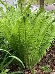 10 Ostrich Fern Bare Root Fiddlehead Matteuccia Struthiopteris Perennial Wildflower - Image 9