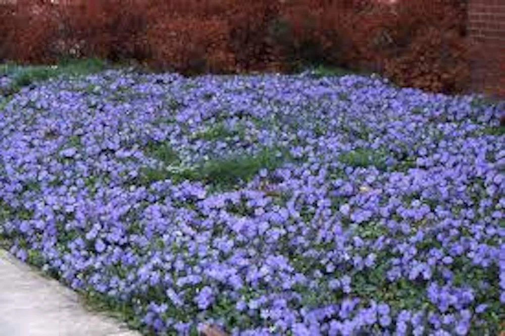 10 Periwinkle Live Plants - Vinca minor Starter Plants for Groundcover - Image 2