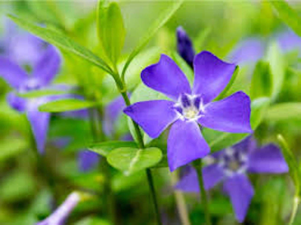 10 Periwinkle Live Plants - Vinca minor Starter Plants for Groundcover - Image 3