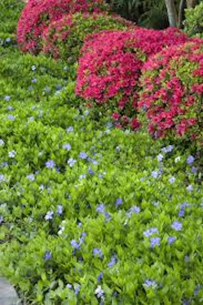 10 Periwinkle Live Plants - Vinca minor Starter Plants for Groundcover - Image 4