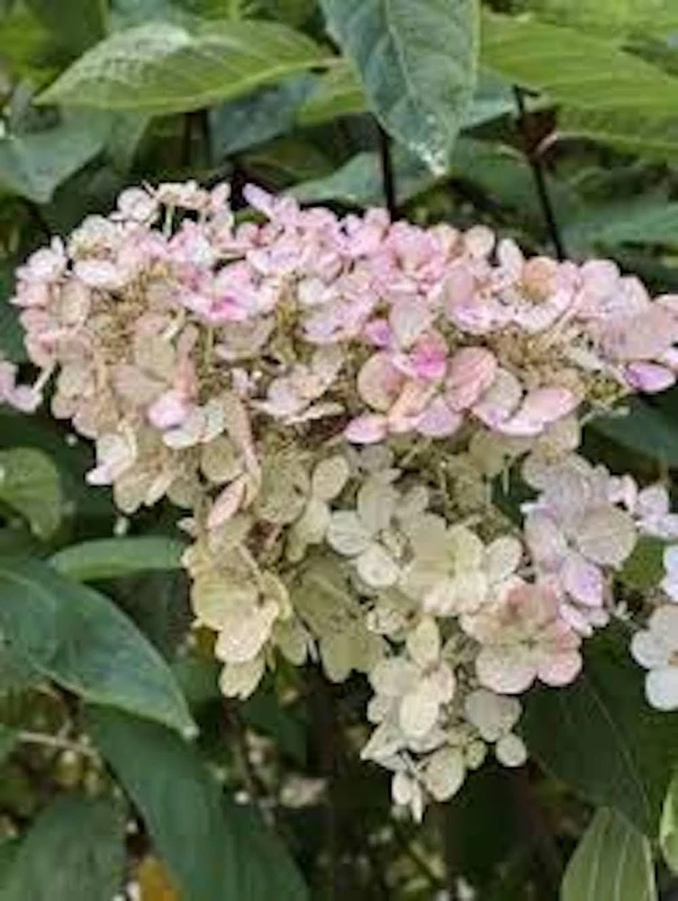 10 Pink Diamond Hydrangea Bare Root Starter Plant 6-8" Tall Outdoor Shrub - Image 1