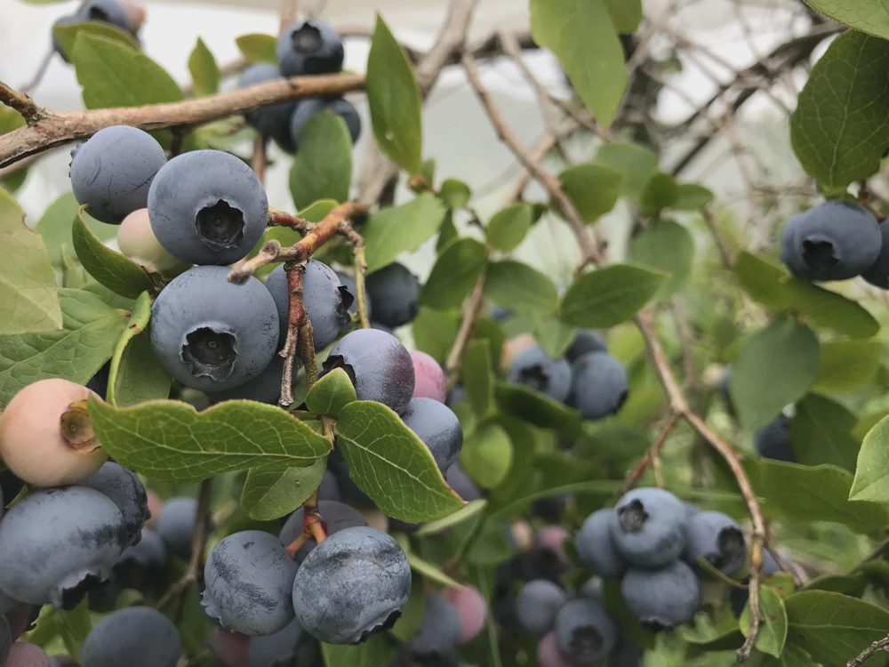 10 Reka Blueberry Starter Plug - Vaccinium corymbosum Live Plant - Image 1