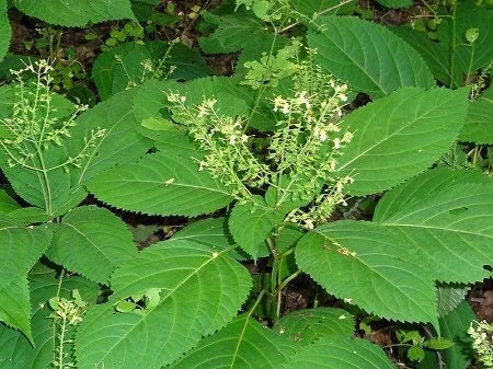 10 Stone Root Bare Root Plants - Organic Collinsonia canadensis Wildflower - Image 2