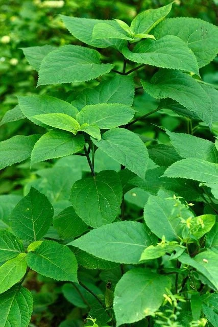 10 Stone Root Bare Root Plants - Organic Collinsonia canadensis Wildflower - Image 3