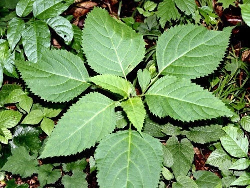 10 Stone Root Bare Root Plants - Organic Collinsonia canadensis Wildflower - Image 4