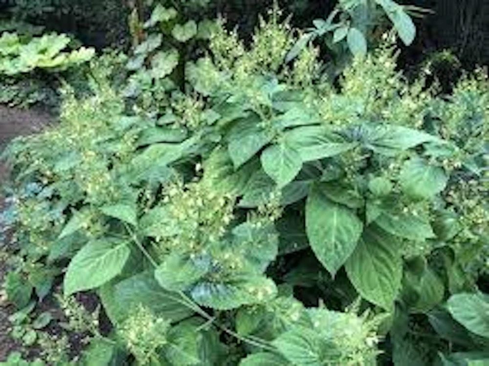 10 Stone Root Bare Root Plants - Organic Collinsonia canadensis Wildflower - Image 1