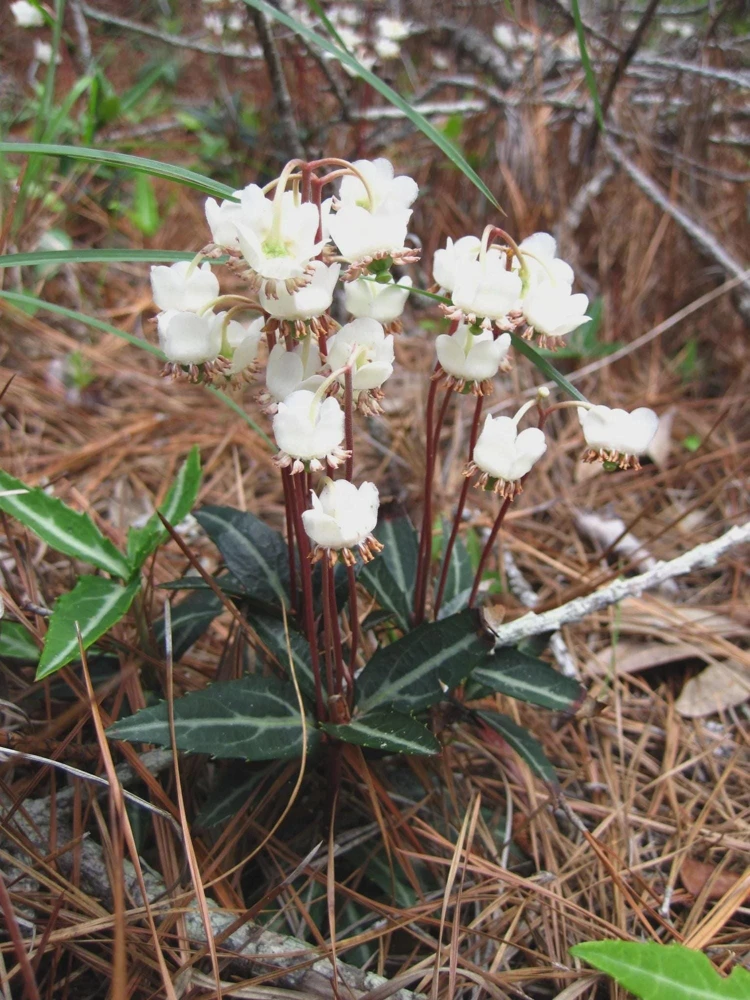 10 Striped Wintergreen Bare Root Plant - Chimaphila maculata, Woodland Garden Perennial - Image 1