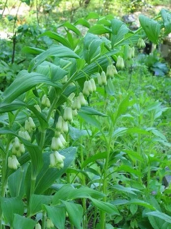 10 True Solomon's Seal Bare Root Plants - Polygonatum Biflorum Wildflower - Image 7