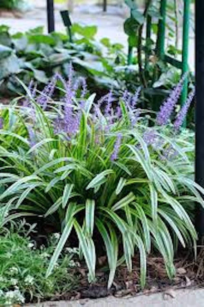 10 Variegated Monkey Grass Bare Roots - Liriope muscari 'Variegata' - Image 1
