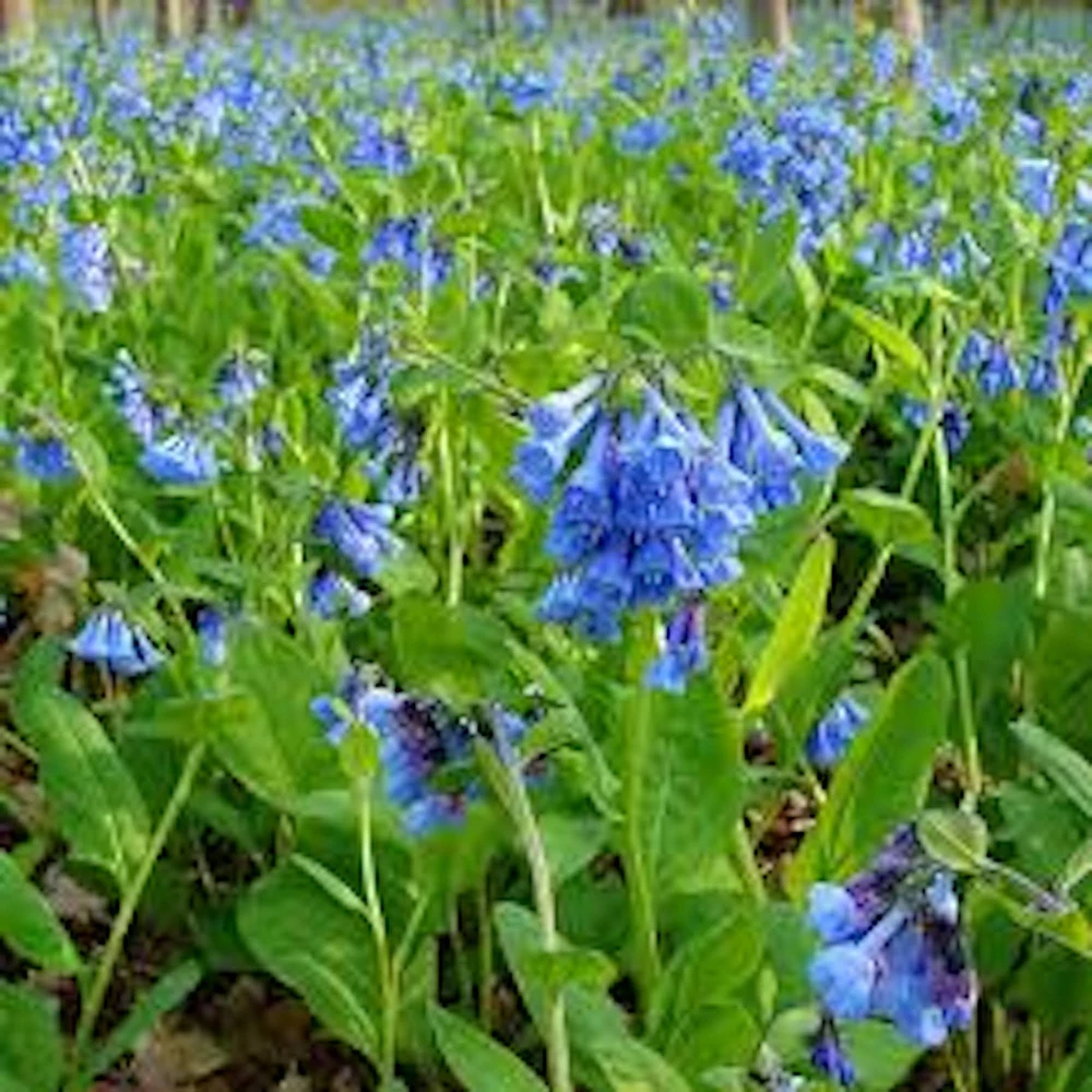 10 Virginia Bluebell Mertensia virginica Wildflower Bare Roots - Image 3
