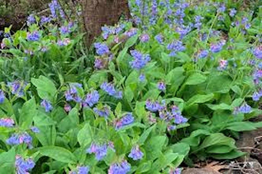 10 Virginia Bluebell Mertensia virginica Wildflower Bare Roots - Image 4