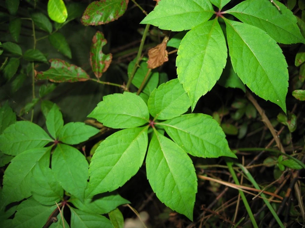 10 Virginia Creeper Bare Roots - Parthenocissus Quinquefolia - Scarlet Fall Color Vine - Image 1