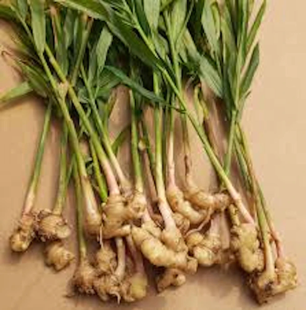 10 Yellow Ginger Root Plant Plugs - Starter Live Plants - Image 3