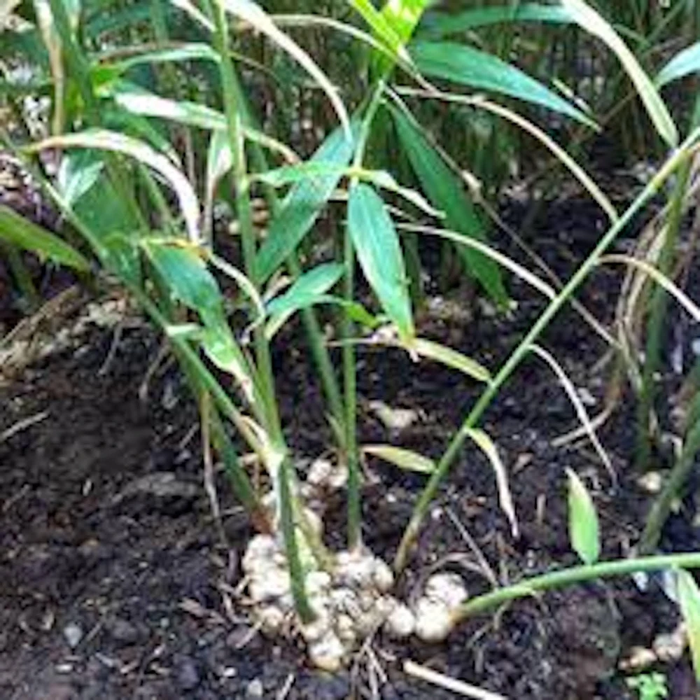 10 Yellow Ginger Root Plant Plugs - Starter Live Plants - Image 4