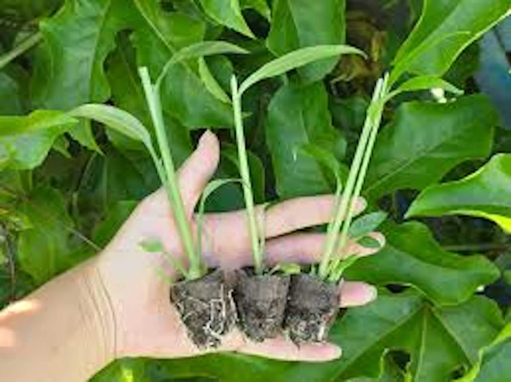 10 Yellow Ginger Root Plant Plugs - Starter Live Plants - Image 5