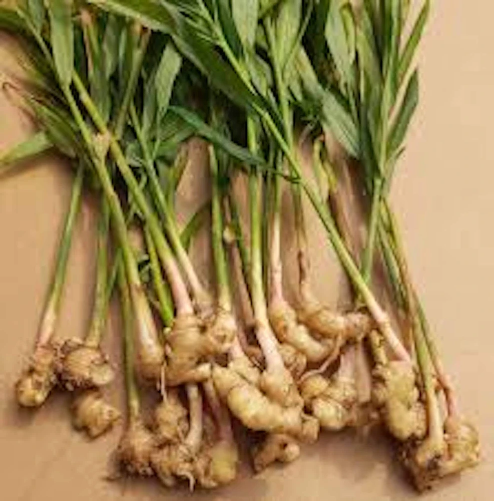 10 Yellow Ginger Root Plant Plugs - Starter Live Plants - Image 6