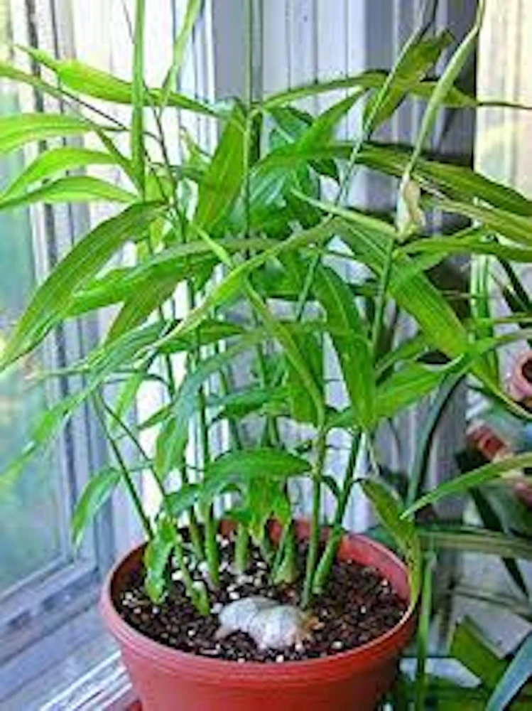 10 Yellow Ginger Root Plant Plugs - Starter Live Plants - Image 1