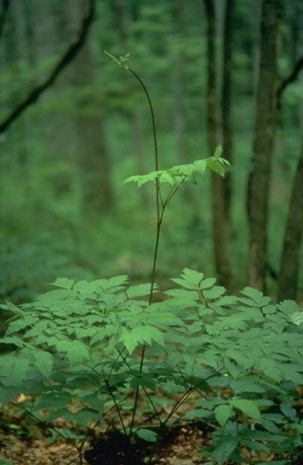 100 Black Cohosh Bare Root Plants - Actaea Racemosa Wildflower - Image 3