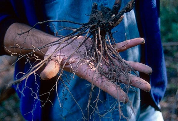 100 Black Cohosh Bare Root Plants - Actaea Racemosa Wildflower - Image 9