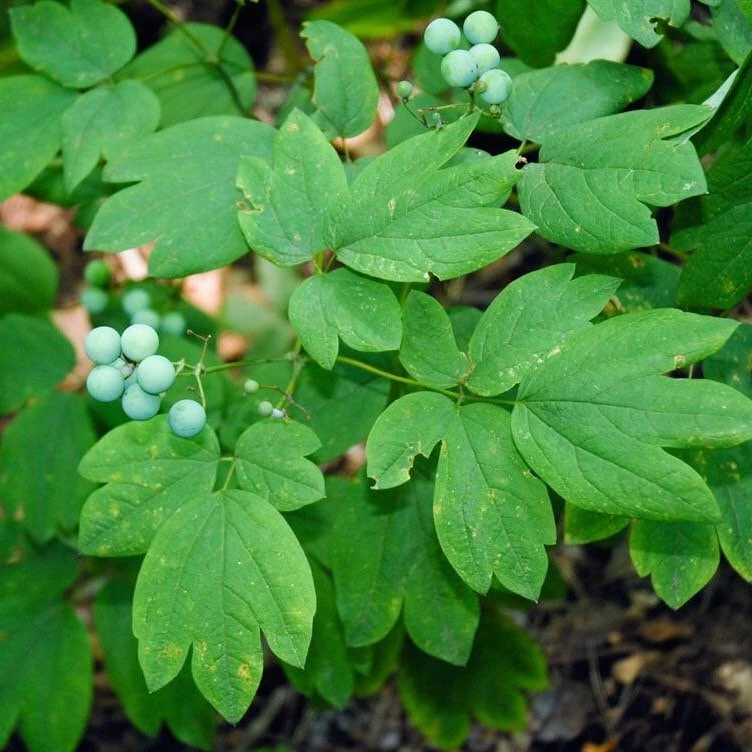 100 Blue Cohosh Bare Root Plants - Native Wildflower Perennial - Image 10