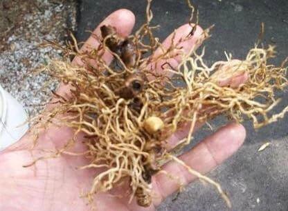 100 Blue Cohosh Bare Root Plants - Native Wildflower Perennial - Image 3