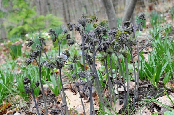 100 Blue Cohosh Bare Root Plants - Native Wildflower Perennial - Image 4