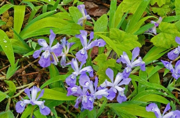 100 Dwarf Crested Iris Plants – Iris cristata Bare Root Perennial Wildflower - Image 2