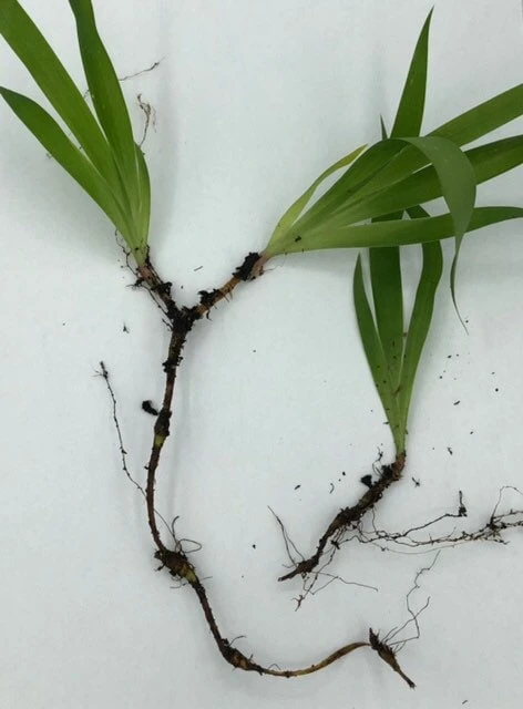 100 Dwarf Crested Iris Plants – Iris cristata Bare Root Perennial Wildflower - Image 3