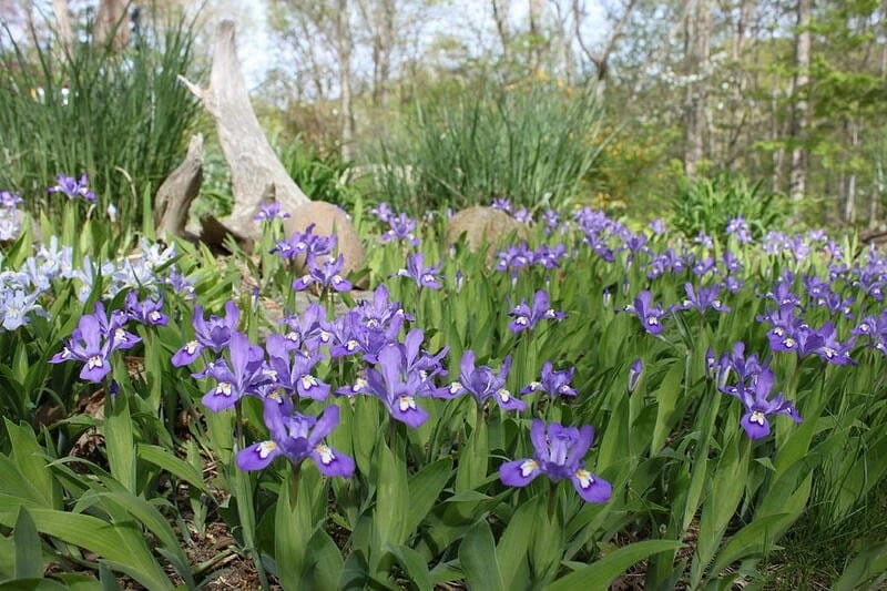 100 Dwarf Crested Iris Plants – Iris cristata Bare Root Perennial Wildflower - Image 5